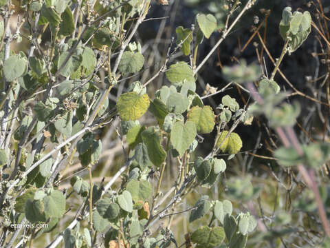 Слика од Abutilon abutiloides (Jacq.) Garcke