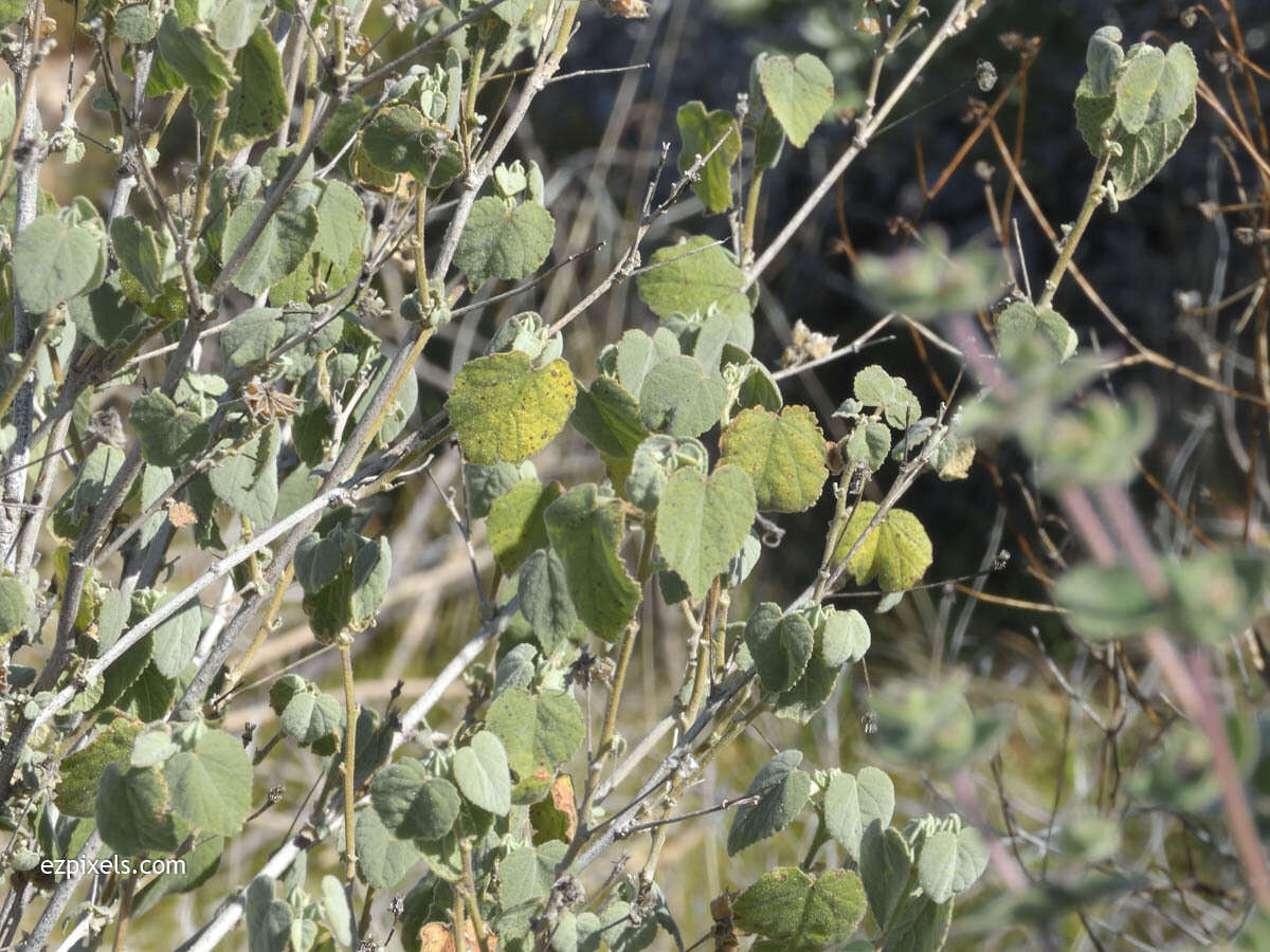 Слика од Abutilon abutiloides (Jacq.) Garcke