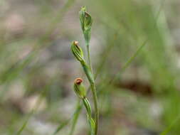 Image of Pterostylis clivosa