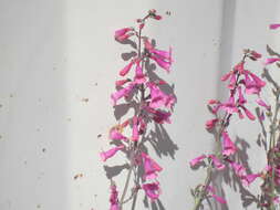 Слика од Penstemon parryi A. Gray