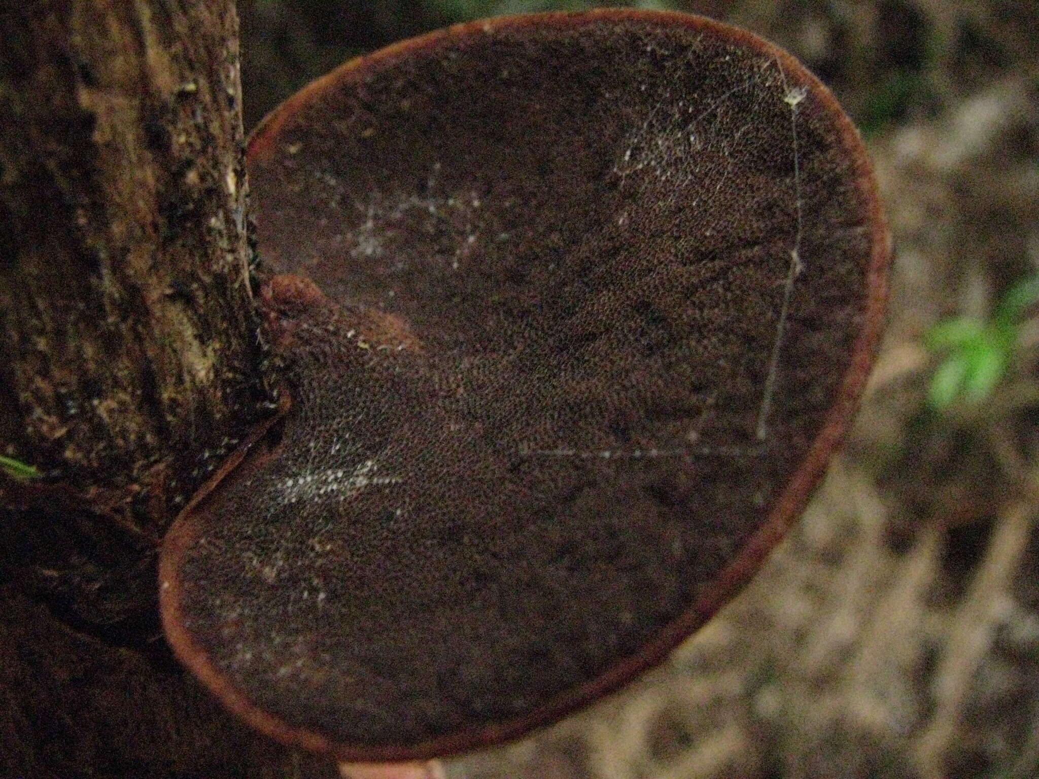 Image de Polyporus hypomelanus Berk. ex Cooke 1886