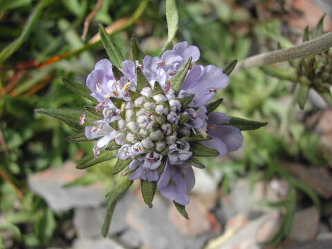 Слика од Scabiosa lacerifolia Hayata