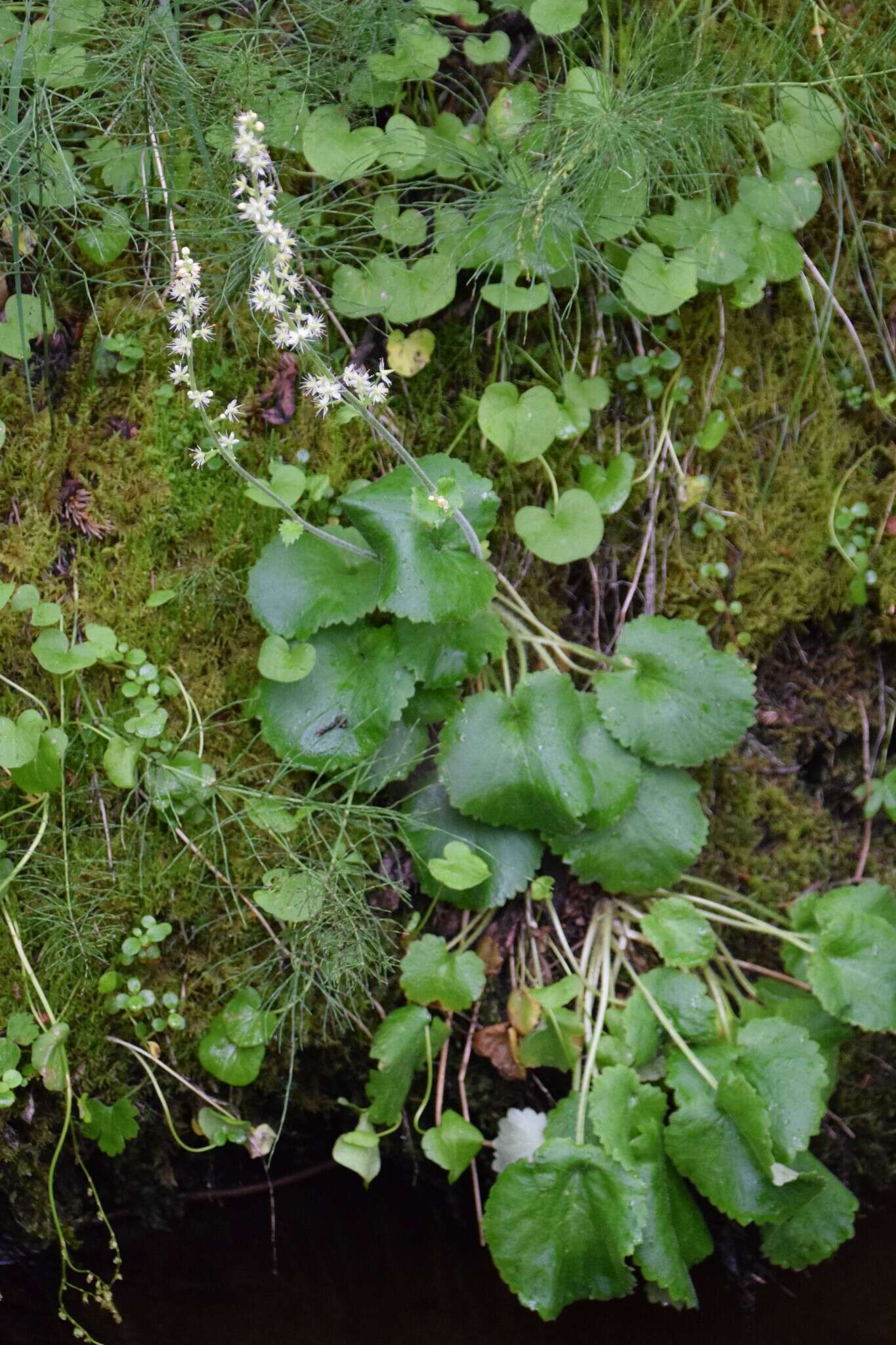 Image of spiked saxifrage