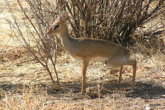 Image of Kirk's Dik-dik