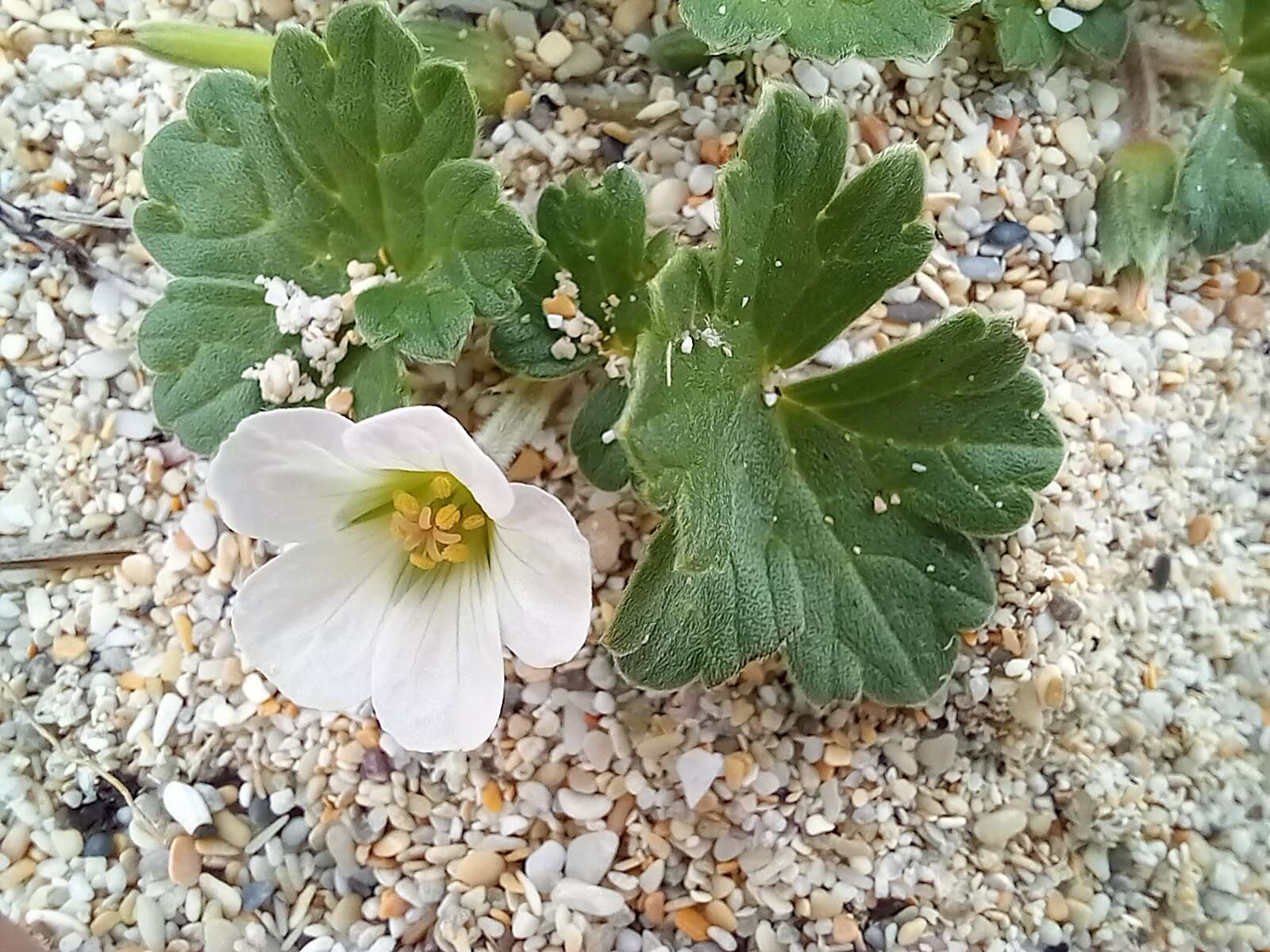 Sivun Geranium traversii Hook. fil. kuva