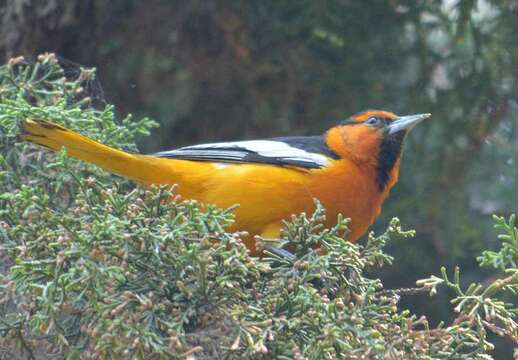 Image of Bullock's Oriole