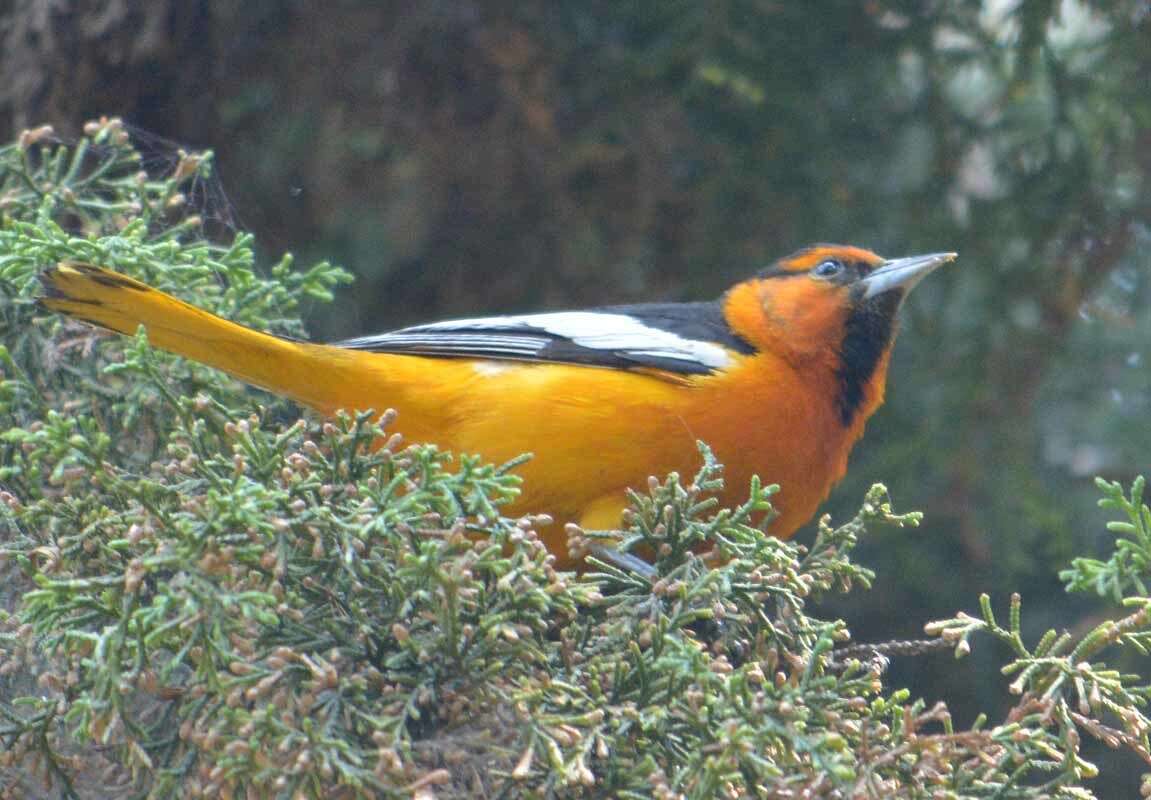 Image de Oriole de Bullock