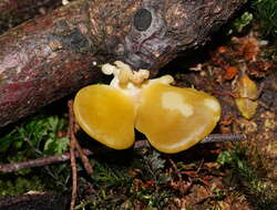 Pleurotus purpureo-olivaceus (G. Stev.) Segedin, P. K. Buchanan & J. P. Wilkie 1995 resmi