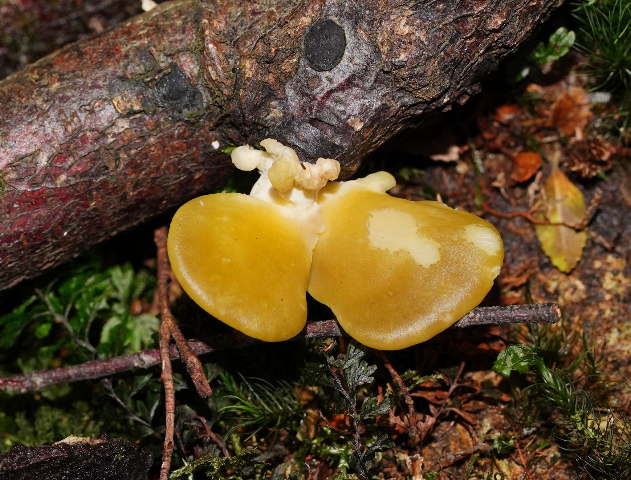 Image of Pleurotus purpureo-olivaceus (G. Stev.) Segedin, P. K. Buchanan & J. P. Wilkie 1995