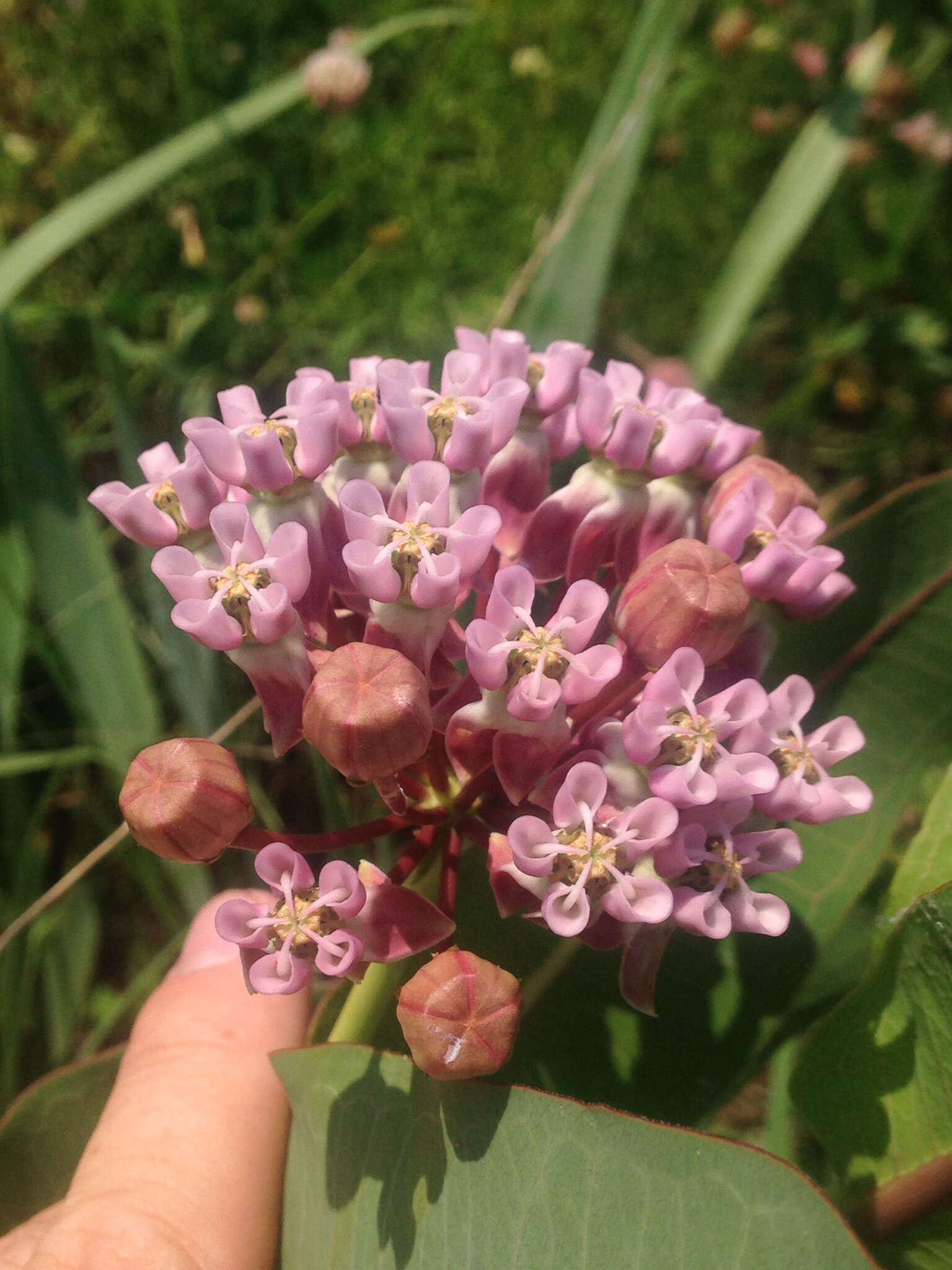 Image of prairie milkweed