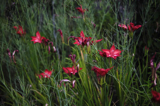 Image of Gladiolus sempervirens G. J. Lewis