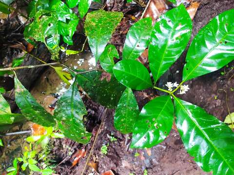 Image of Solanum oppositifolium Ruiz & Pav.