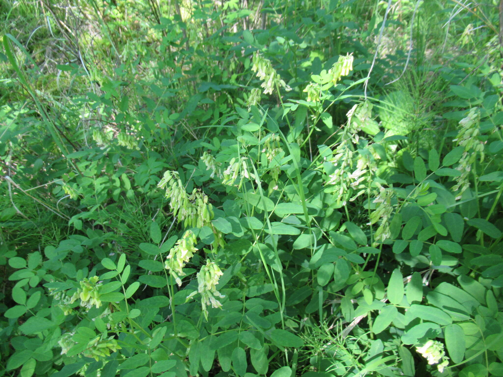 Imagem de Astragalus frigidus (L.) A. Gray