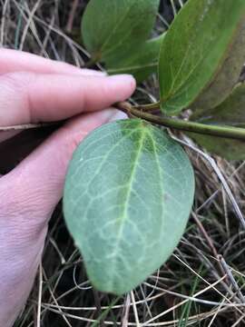 Image of Clematis gentianoides DC.