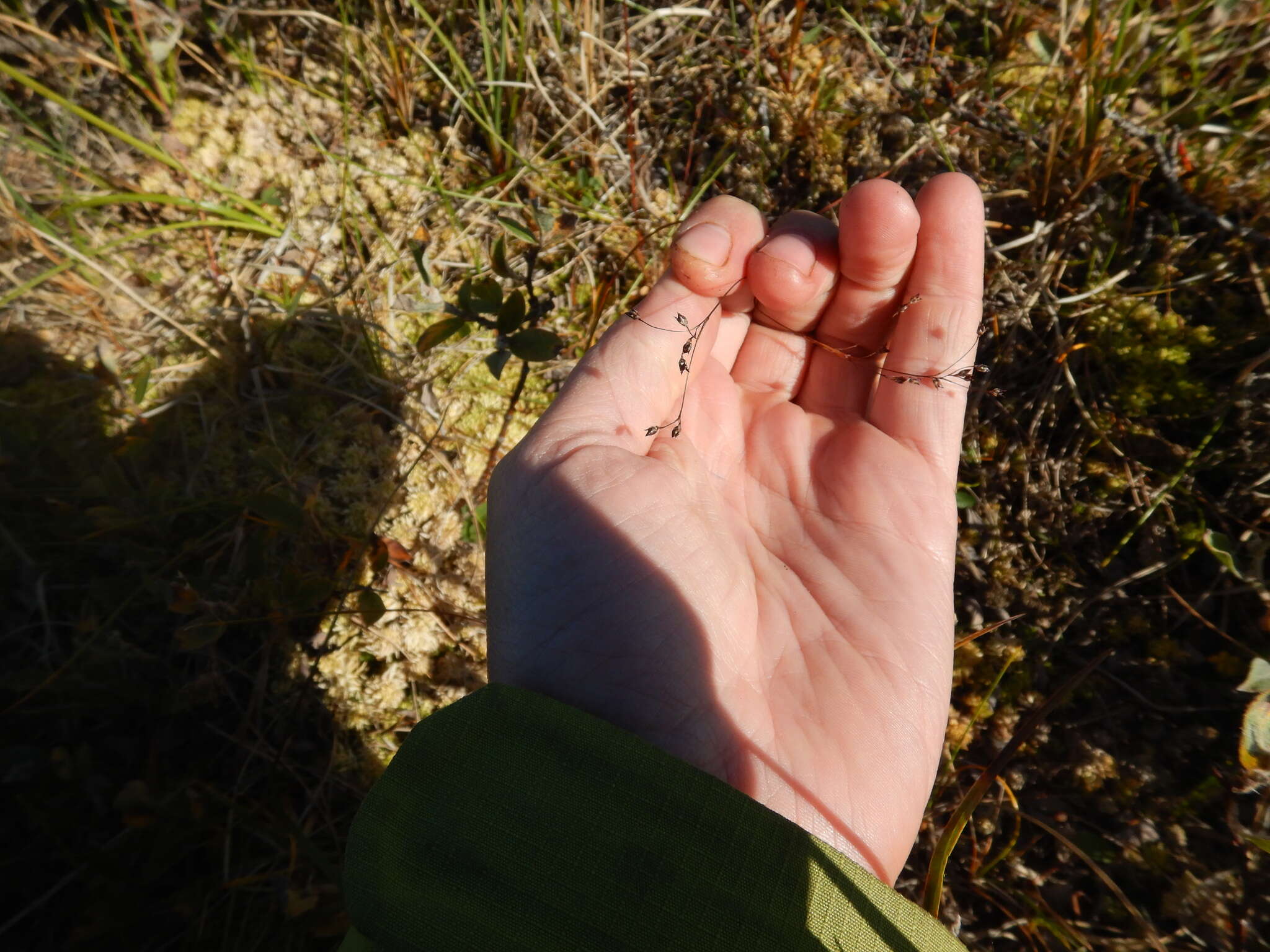 Image of Wahlenberg's Wood-Rush