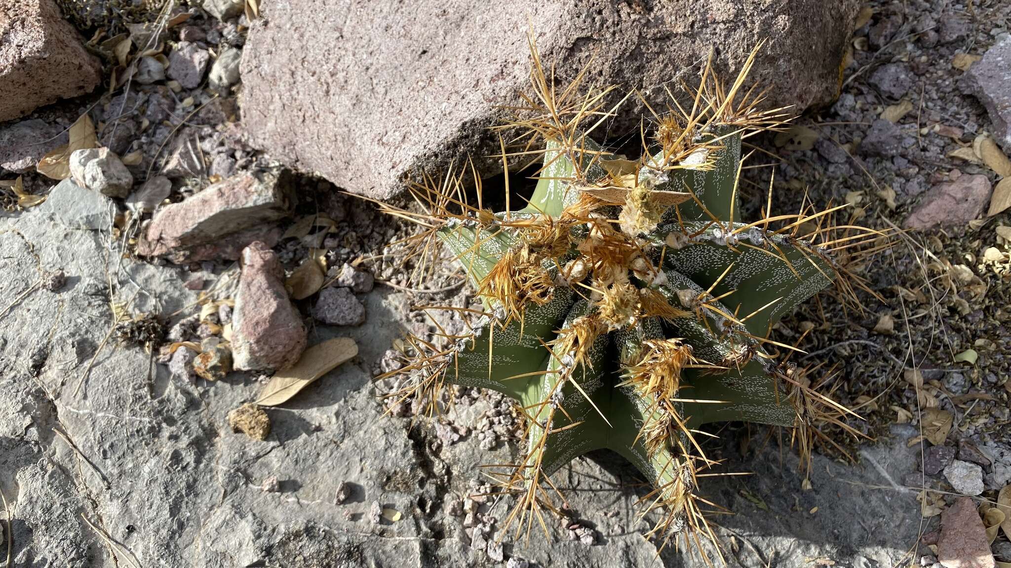 Imagem de Astrophytum ornatum (DC.) Britton & Rose