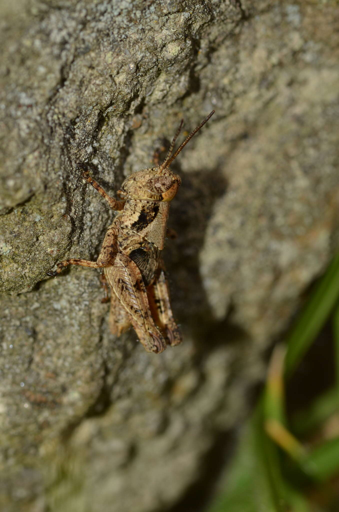 صورة Robustusacris balzapambae (Rehn & J. A. G. 1913)