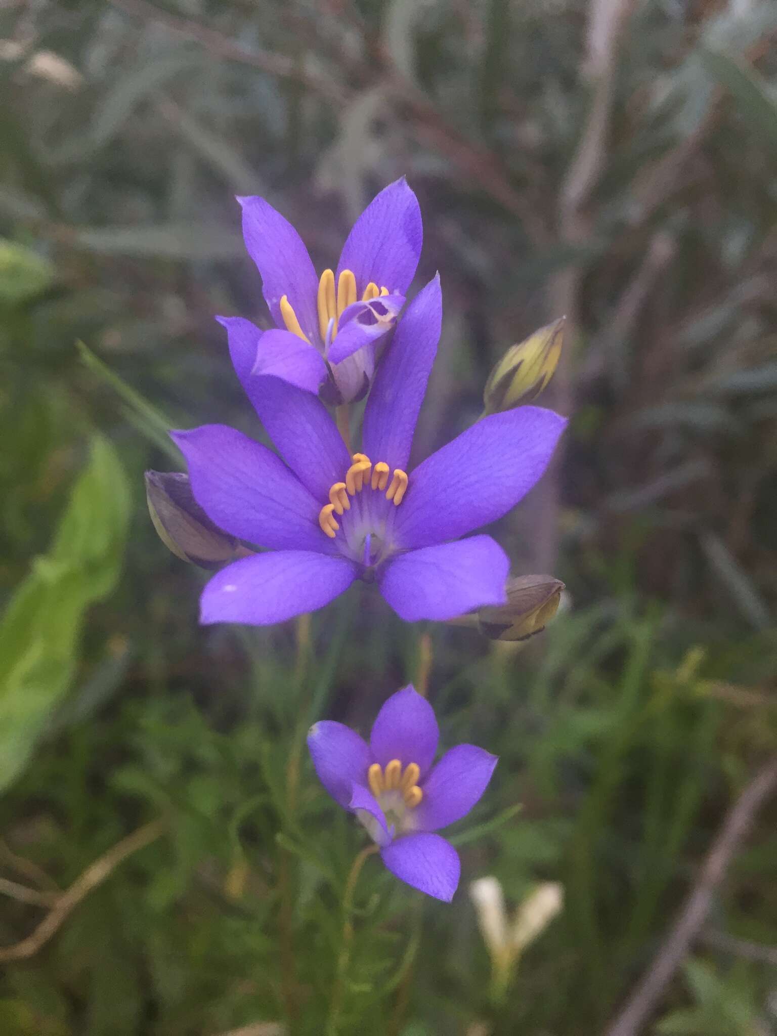 Cheiranthera alternifolia E. M. Bennett resmi