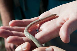 Image of Linnaeus' Lance Skink