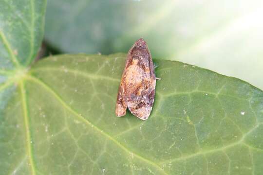 Image of red-barred tortrix