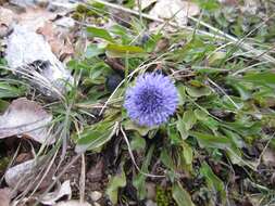 Image of Globularia bisnagarica L.