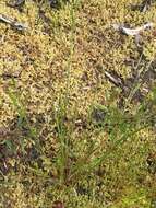 Image de Vulpia microstachys var. pauciflora (Beal) Lonard & Gould