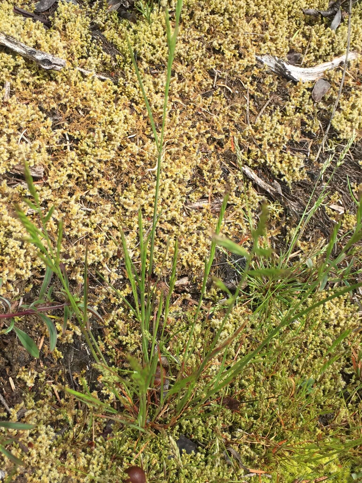 Plancia ëd Vulpia microstachys var. pauciflora (Beal) Lonard & Gould