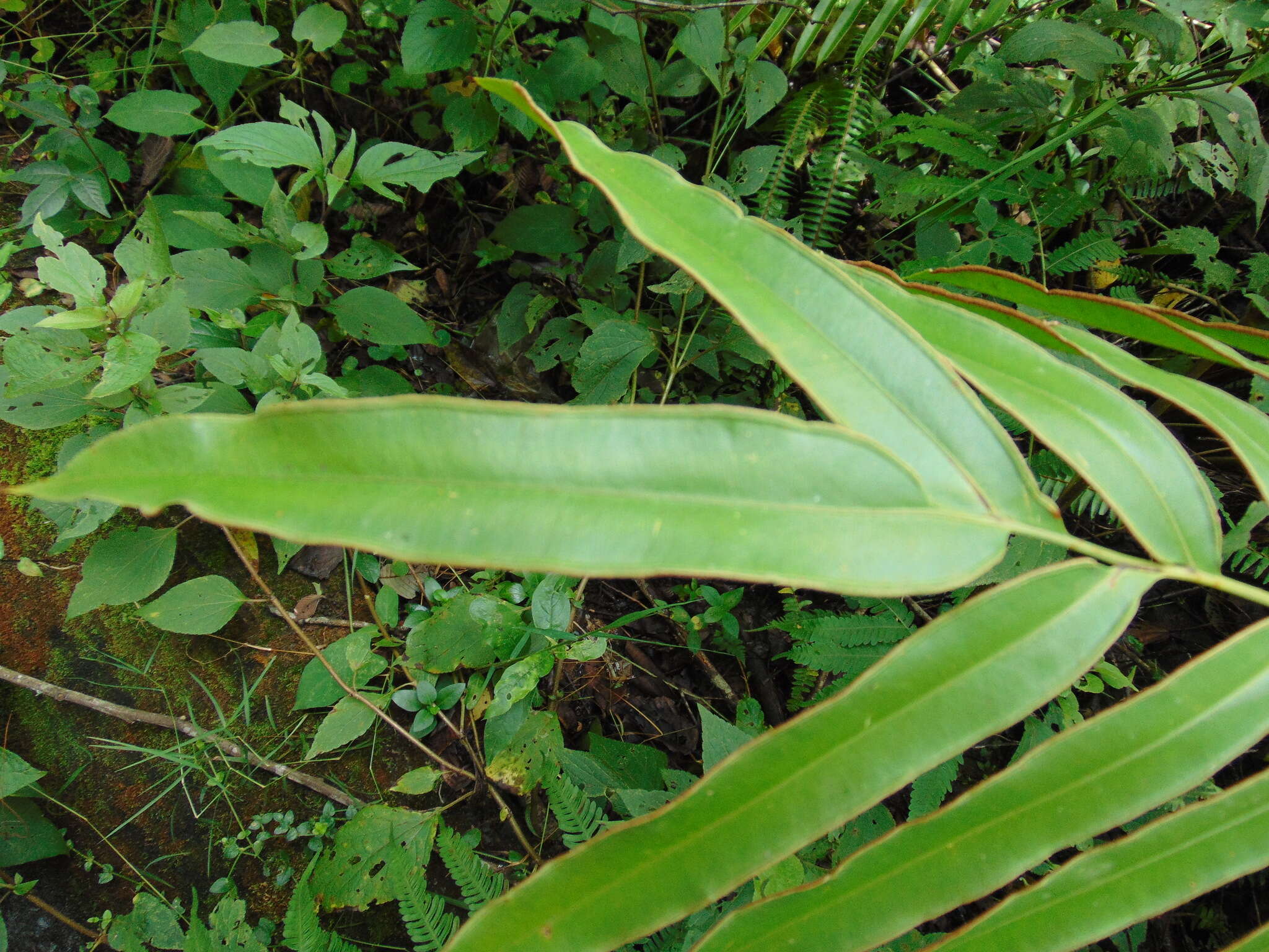 Слика од Pteris pulchra Schltdl. & Cham.