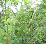 Image of Bauhinia petersiana Bolle