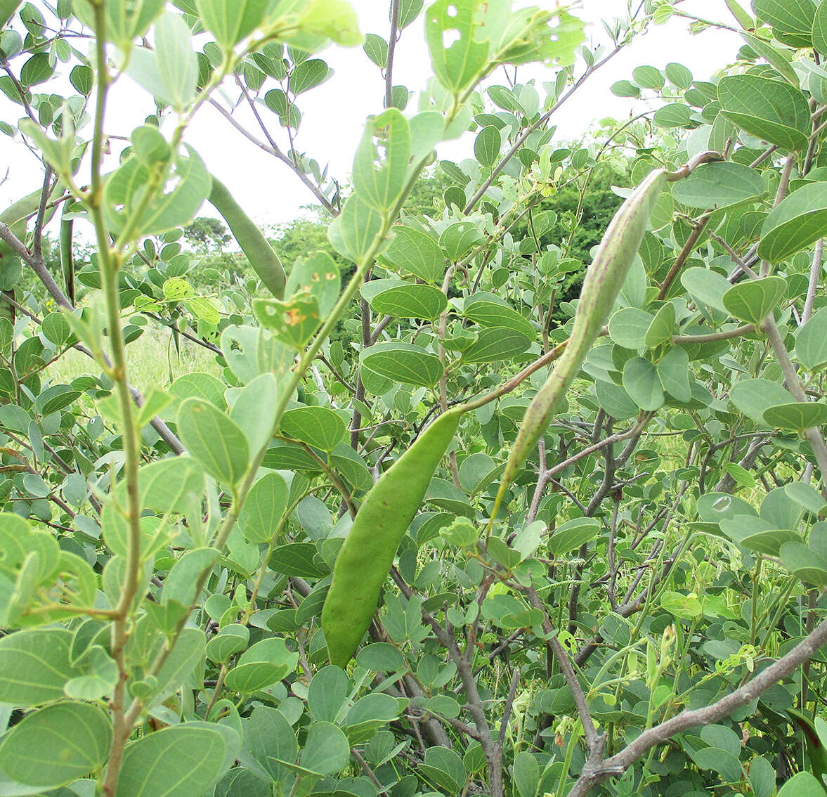 Image of Bauhinia petersiana Bolle