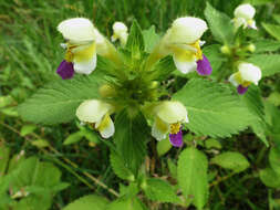 Image of Edmonton hempnettle