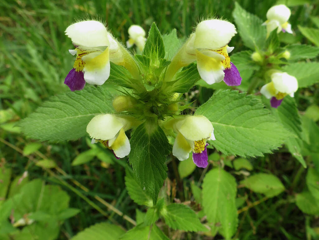 Image of Edmonton hempnettle