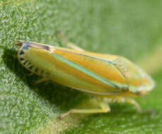Image of Graphocephala versuta (Say 1830)