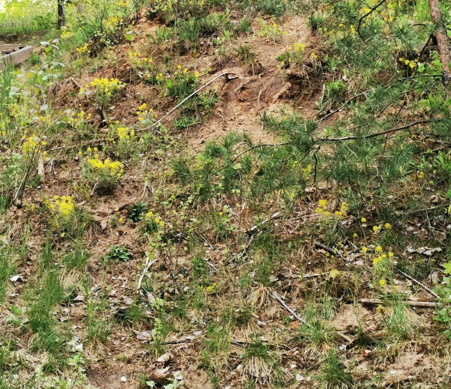 Image de Alyssum montanum subsp. gmelinii (Jord. & Fourr.) Hegi & E. Schmid