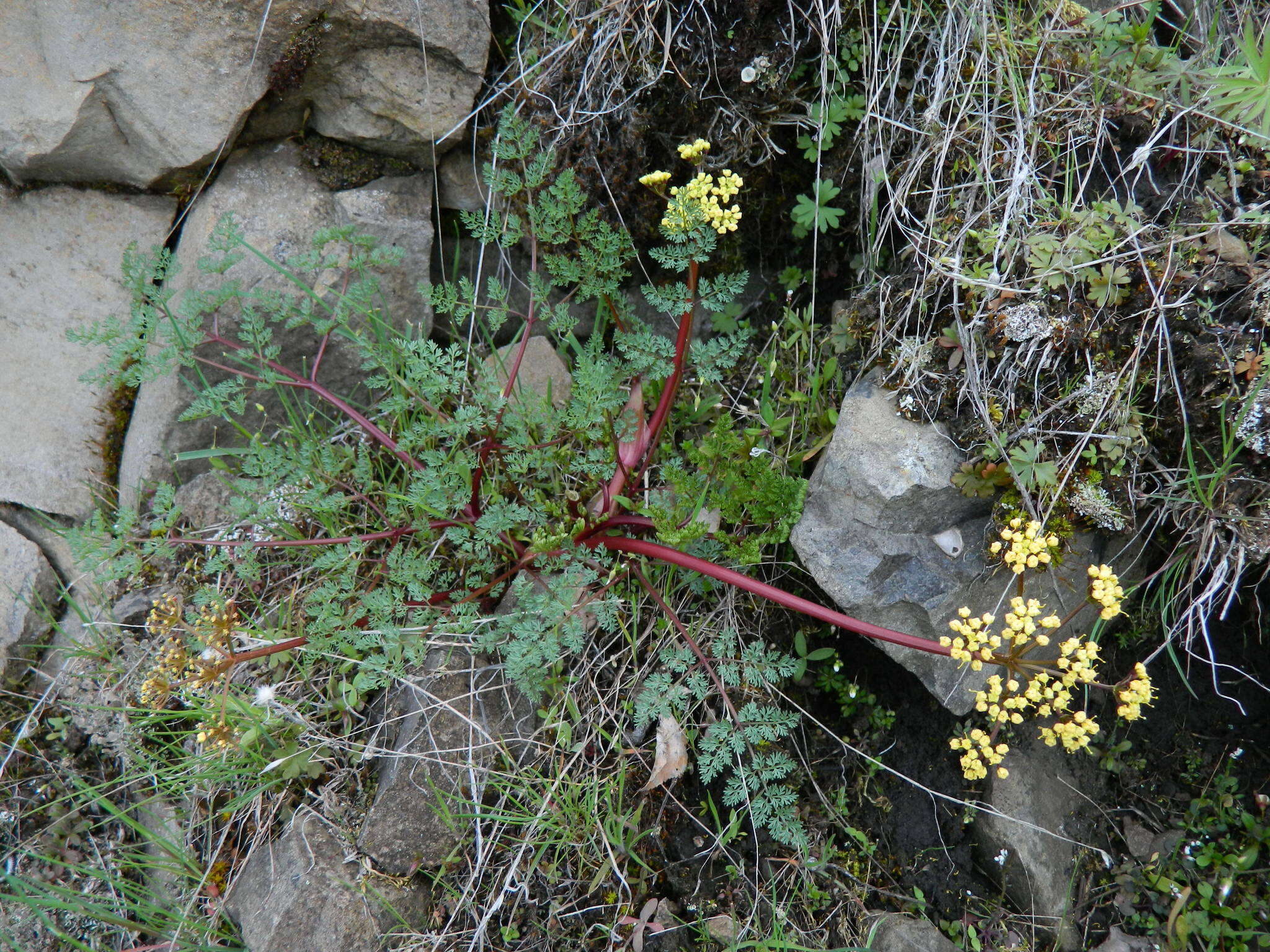 Слика од Lomatium salmoniflorum (Coult. & Rose) Mathias & Constance