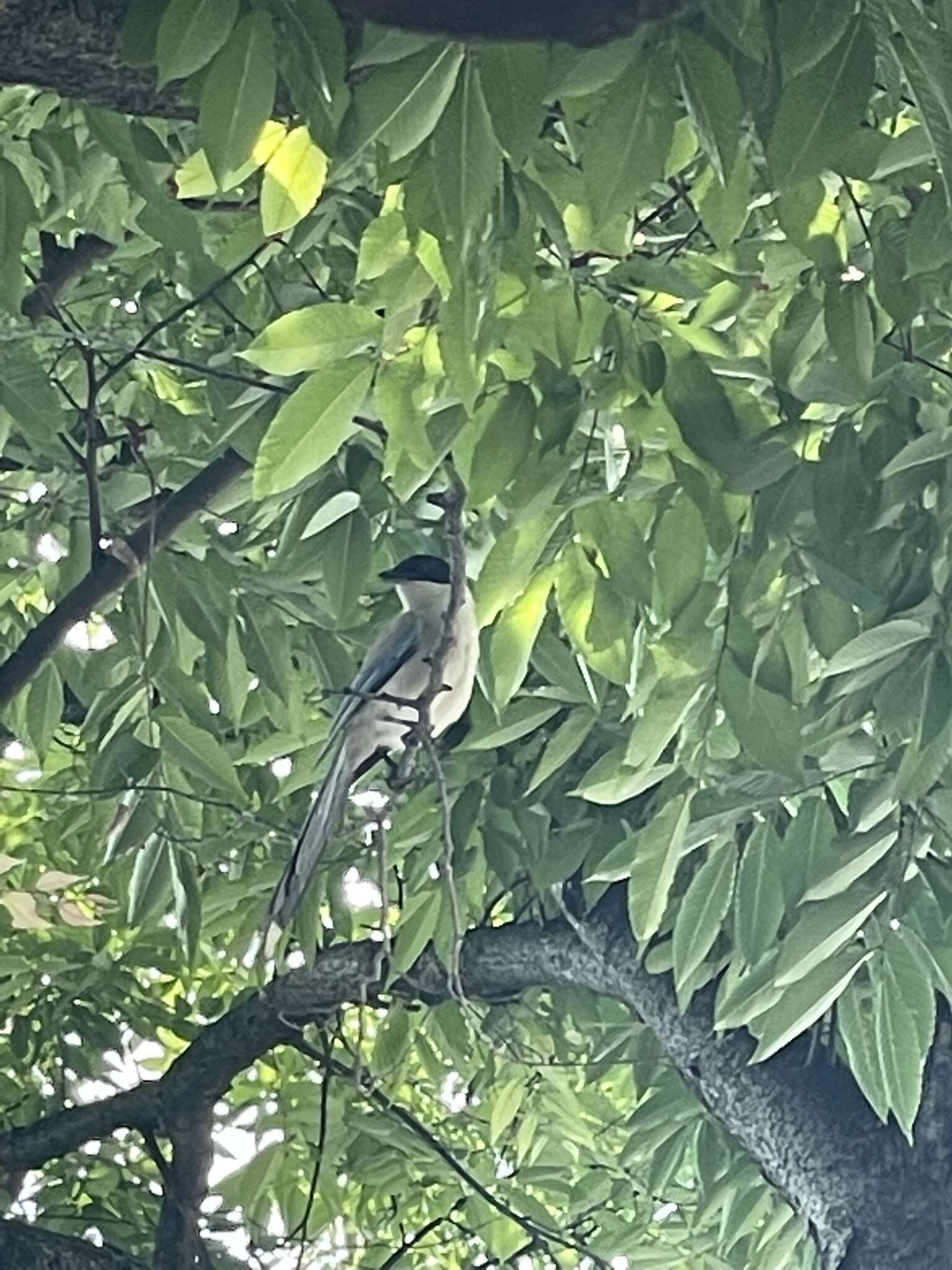 Image of Chinese Grey Shrike