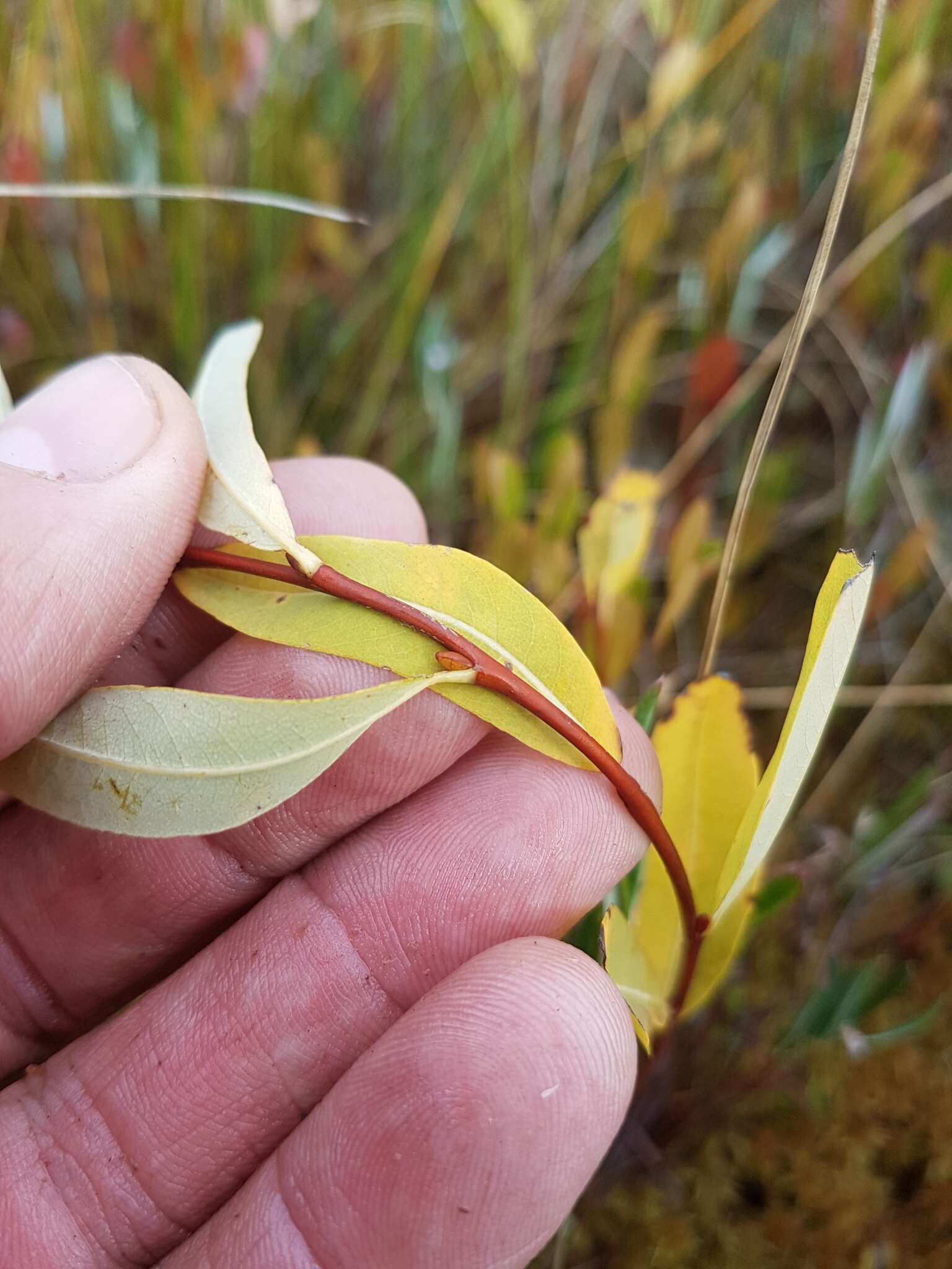 Salix pedicellaris Pursh的圖片