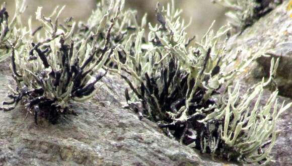 Image of Armored fog lichen