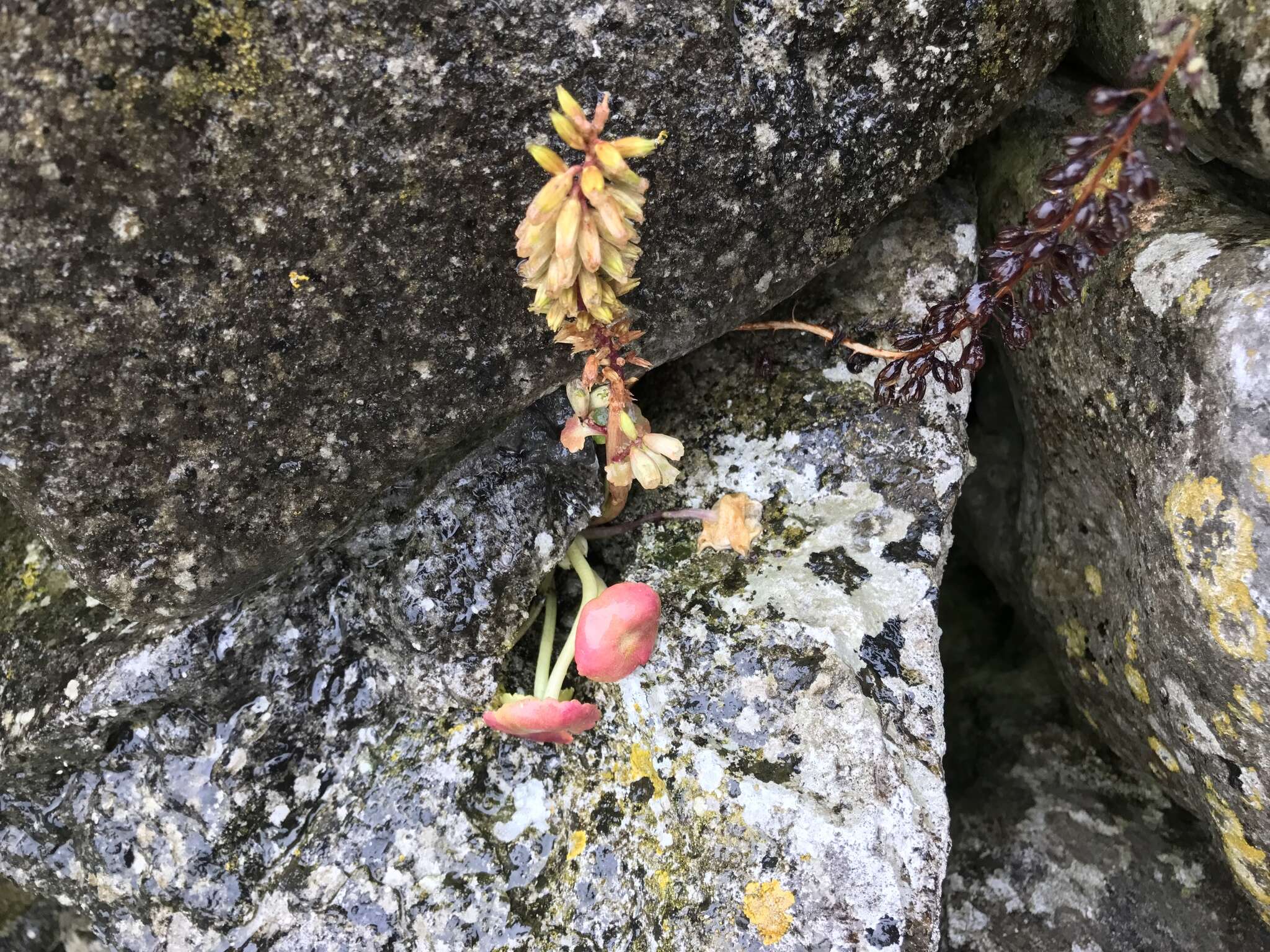 Imagem de Umbilicus rupestris (Salisb.) Dandy