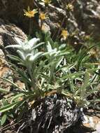 صورة Leontopodium nivale subsp. alpinum (Cass.) Greuter