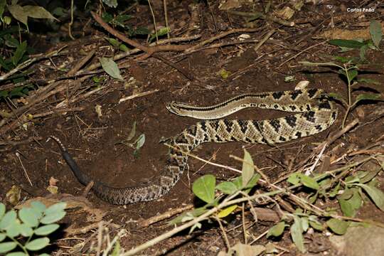 Image of Central American Rattlesnake