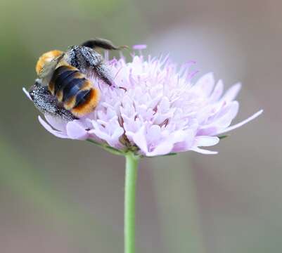 Image of Dasypoda argentata Panzer 1809