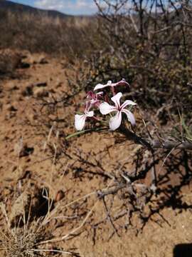 Image of Pachypodium succulentum (L. fil.) Sweet