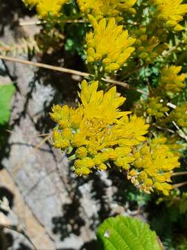 Image of Petrosedum montanum (Song. & Perr.) V. Grulich