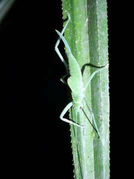 Image of Mastighaphoides vaginalis Rentz, D. C. F., Y. Su & Ueshima 2015