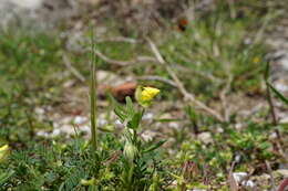 Image of willowleaf frostweed