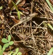 Image of Four-lined Ameiva