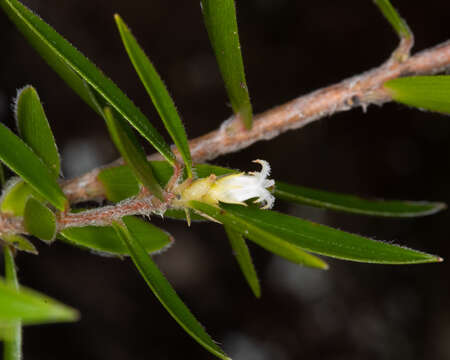 Image of Pentachondra dehiscens Cherry