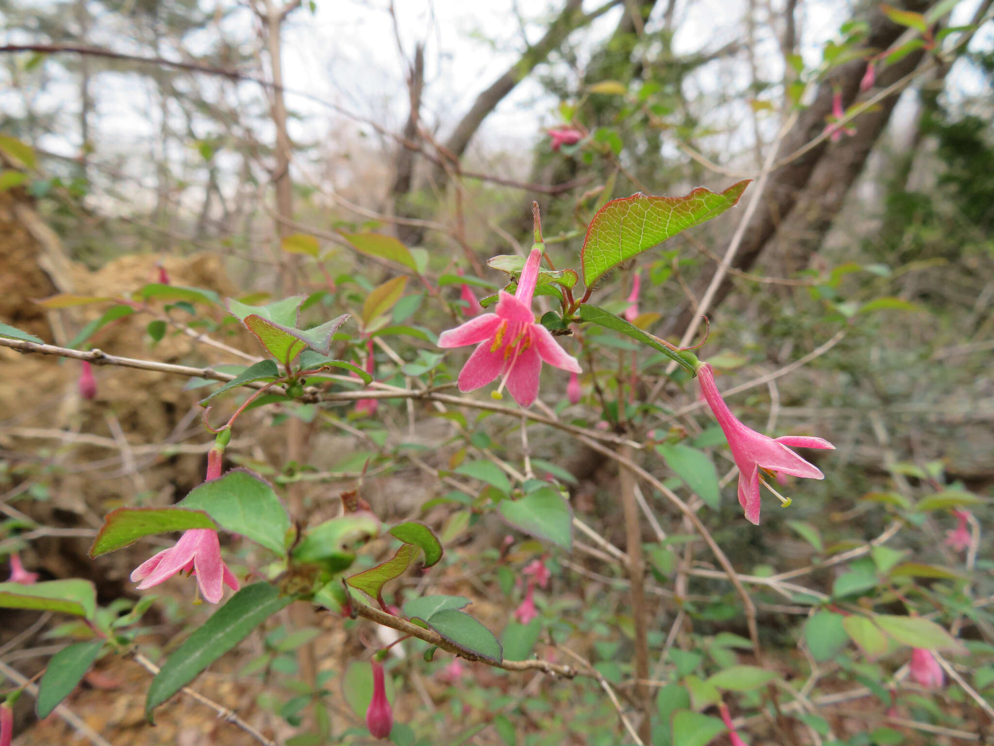 Lonicera gracilipes var. glabra Miq.的圖片