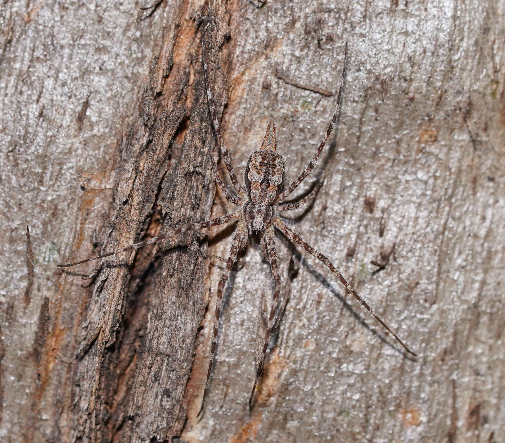 Image of Tamopsis fickerti (L. Koch 1876)